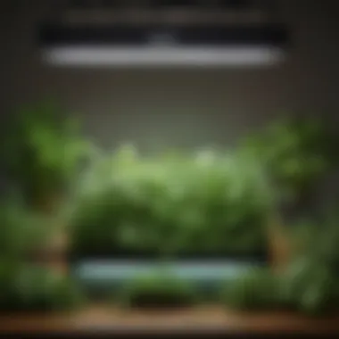 Aerogarden herbs thriving in optimal conditions
