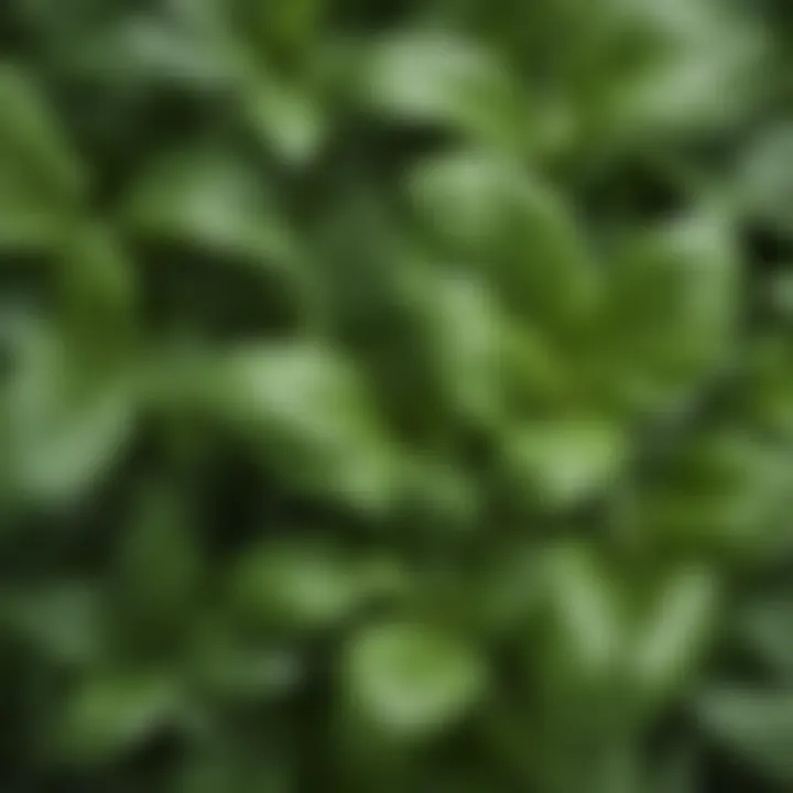 A close-up of basil leaves showcasing their rich green color and texture