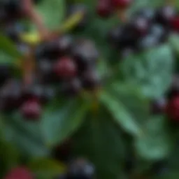 A close-up view of elderberries and leaves showcasing their natural beauty