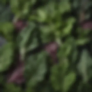 Leafy Greens for Optimal Energy Leafy green vegetables arranged artistically