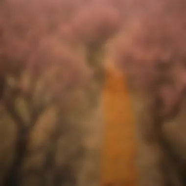 An overhead shot of apricot trees laden with ripe fruits, symbolizing the origins of fruit leather.