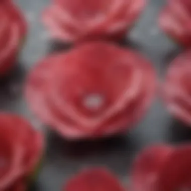 Close-up view of fresh rose petals with dew drops