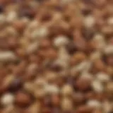 Close-up of a variety of zinc-rich nuts and seeds