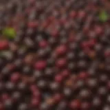 A close-up of huckleberries and dark chocolate pieces showcasing their vibrant colors and textures.