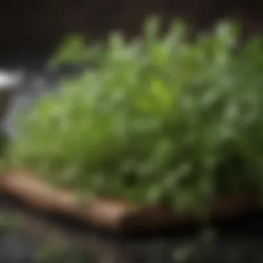 Fresh Aromatic Herbs A close-up of aromatic herbs used in light cooking