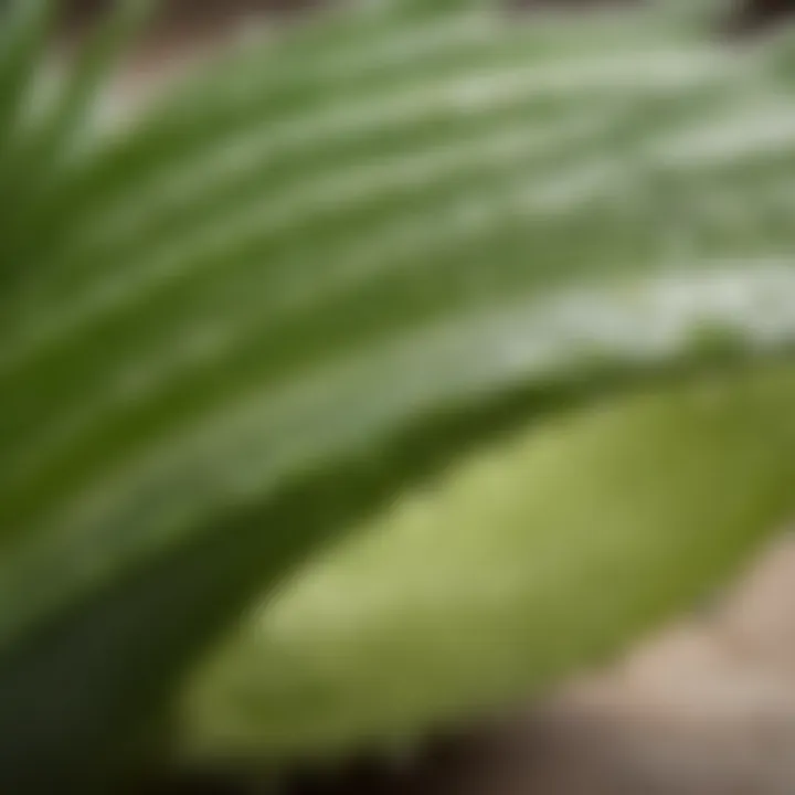 A close-up view of aloe vera gel showcasing its natural texture and richness