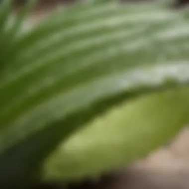 Natural Aloe Vera Gel A close-up view of aloe vera gel showcasing its natural texture and richness