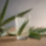 A refreshing low sugar aloe drink in a clear glass surrounded by fresh aloe vera leaves