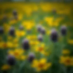 A close-up view of rapeseed flowers in a field