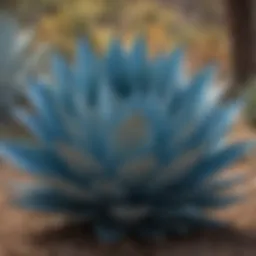 Vibrant blue agave plant in its natural habitat, showcasing its unique color and texture.
