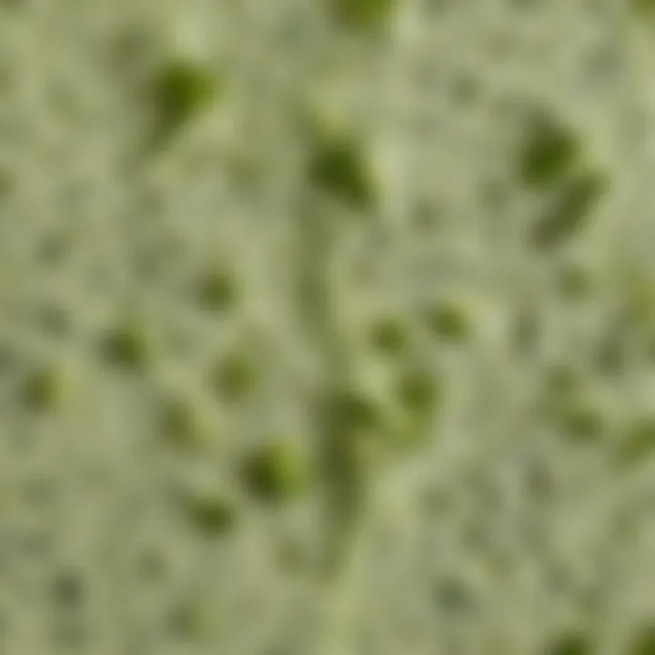 A close-up of green cheese highlighting its unique texture and color