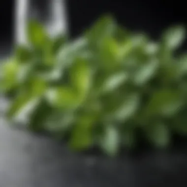 The Essence of Mojito: Fresh Mint Leaves Fresh mint leaves for mojito crafting