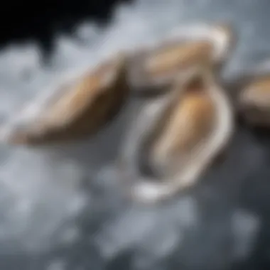 A close-up view of unshucked oysters resting on a bed of ice, showcasing their natural texture and allure.