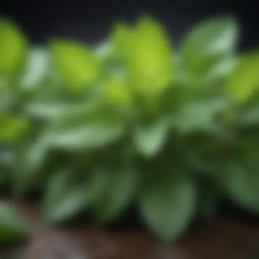 Close-up of vibrant mint leaves