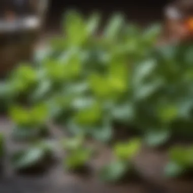 A variety of mint types on display