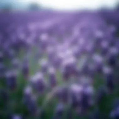 Lavender fields in full bloom, showcasing the vibrant purple flowers used for lemonade