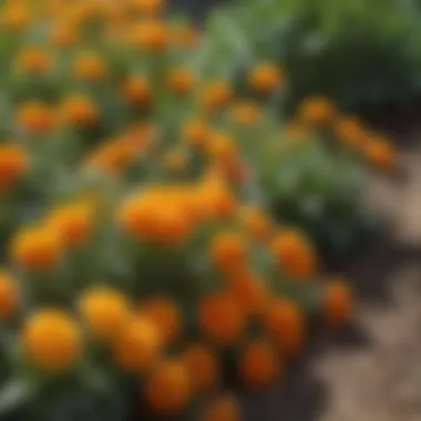 Close-up of marigolds planted alongside vegetables, illustrating pest deterrence