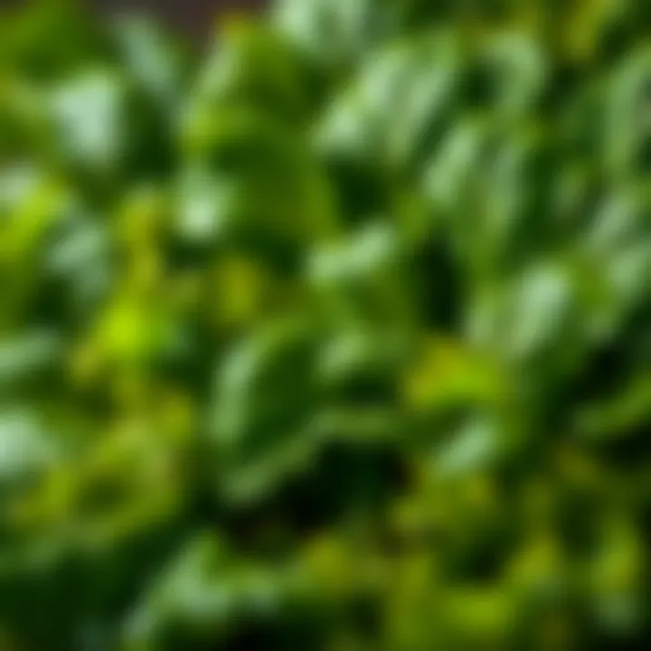 Leafy greens that aid in gastrointestinal health