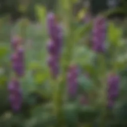 Vibrant purple hull peas growing in a lush garden