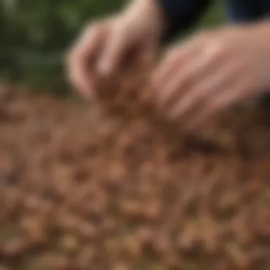 Harvesting Filbert Nuts in Their Natural Environment Filbert nuts harvested, showcasing the natural environment