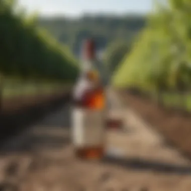 Hennessy vineyard showcasing the unique terroir of Cognac