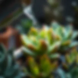 A close-up of a succulent being watered with precision.