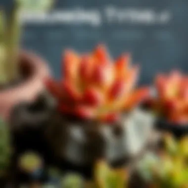 Debunking Myths of Succulent Hydration An infographic debunking common myths about succulent watering.