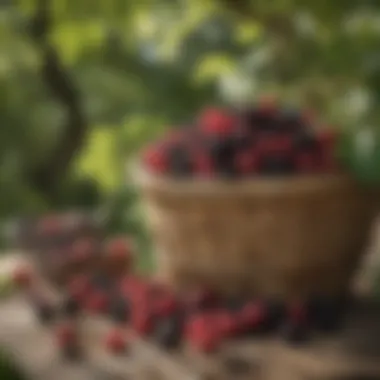 Bountiful mulberry harvest showcasing various ripe fruits on branches.