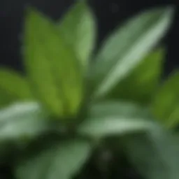 A close-up of peppermint leaves with dew drops