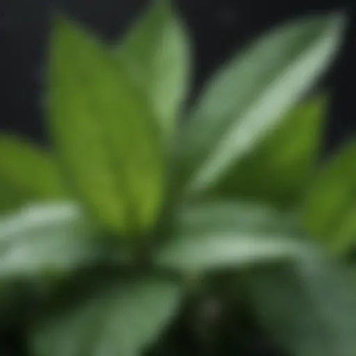 A close-up of peppermint leaves with dew drops