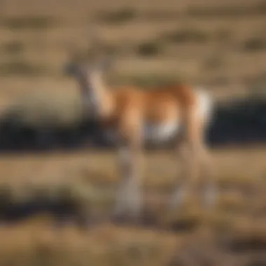 A picturesque view of pronghorn antelope grazing in a natural habitat.