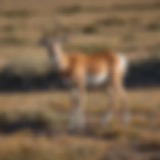 A picturesque view of pronghorn antelope grazing in a natural habitat.