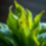 A close-up of wilted leaves showing signs of distress