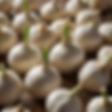 Fresh Garlic Bulbs Fresh garlic bulbs ready for roasting