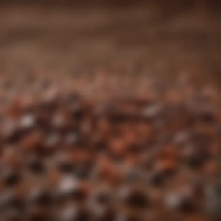 Close-up of sweetened cacao nibs showcasing their glossy texture and rich color.