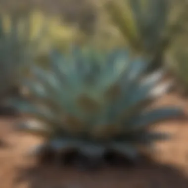 Agave: The Heart of Tequila's Unique Composition Agave plant in its natural habitat