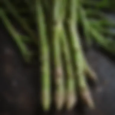 Fresh asparagus spears glistening with dew in a garden.