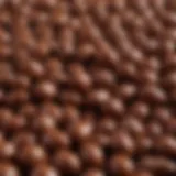 A close-up of chocolate coated peanuts showcasing their glossy surface