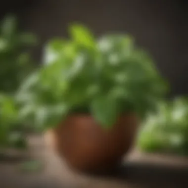 Lush Basil Plant A vibrant basil plant showcasing its lush green leaves.