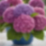 A blooming hydrangea bush in vibrant colors