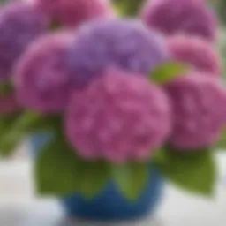 A blooming hydrangea bush in vibrant colors