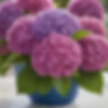 Vibrant Blooming Hydrangeas A blooming hydrangea bush in vibrant colors