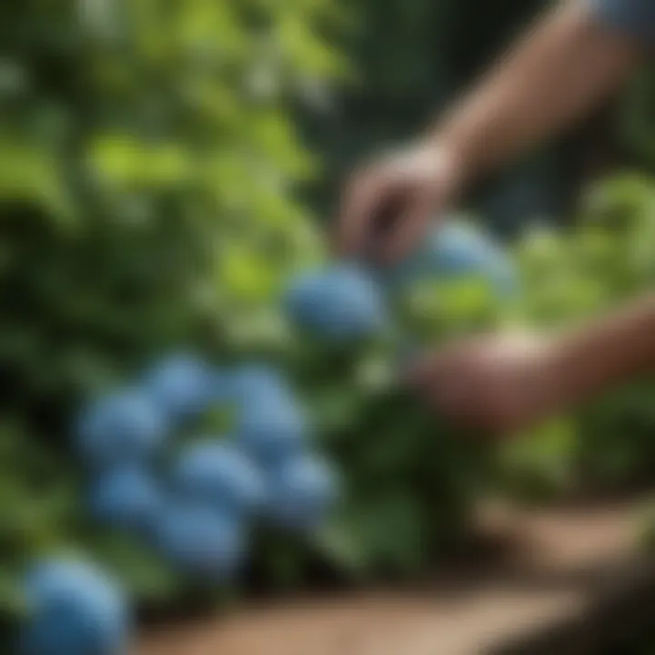 A gardener carefully trimming hydrangea branches