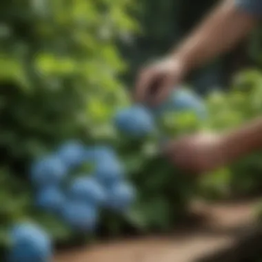 Careful Trimming Techniques A gardener carefully trimming hydrangea branches