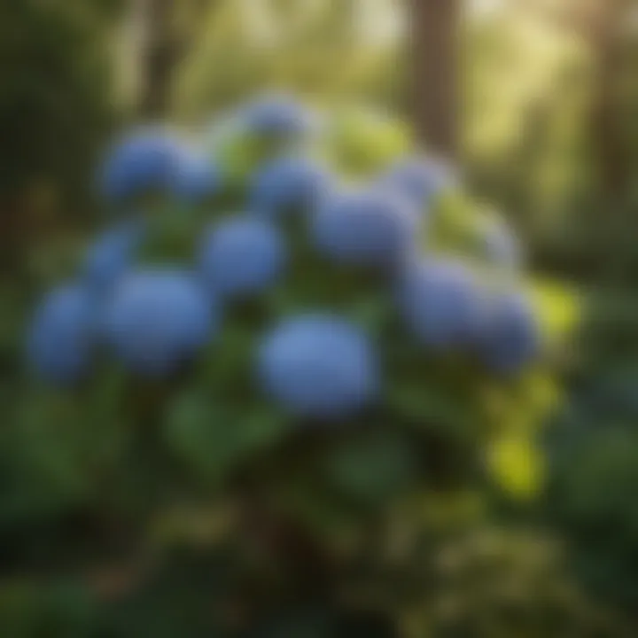 Healthy hydrangea bushes after pruning