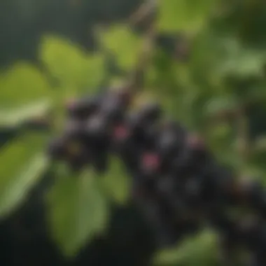 Close-up of fresh elderberries on a branch