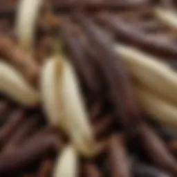 A close-up view of vanilla beans showcasing their rich texture and color.